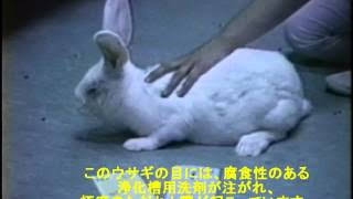 高まるウサギのペット人気、一方で「保護ウサギ」も…前回の卯年、翌年は急増　保護団体「飼う前に考えて」