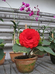 新種のラン「キシダフミオ」、国内で初開花　温室育ち、寒さに反応？