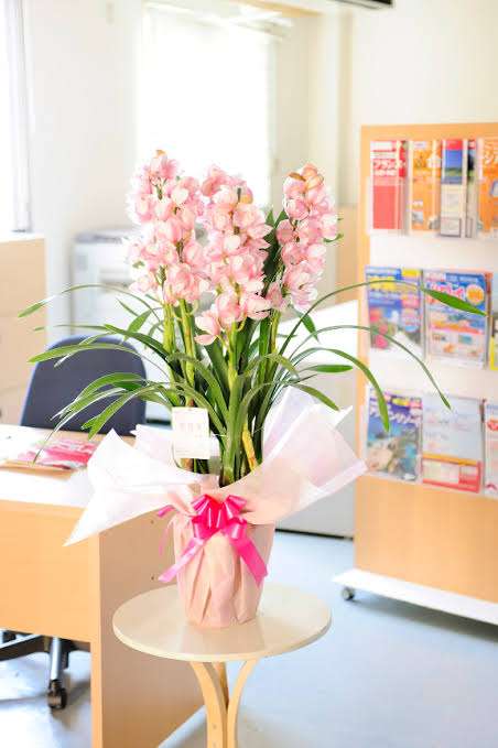 新種のラン「キシダフミオ」、国内で初開花　温室育ち、寒さに反応？