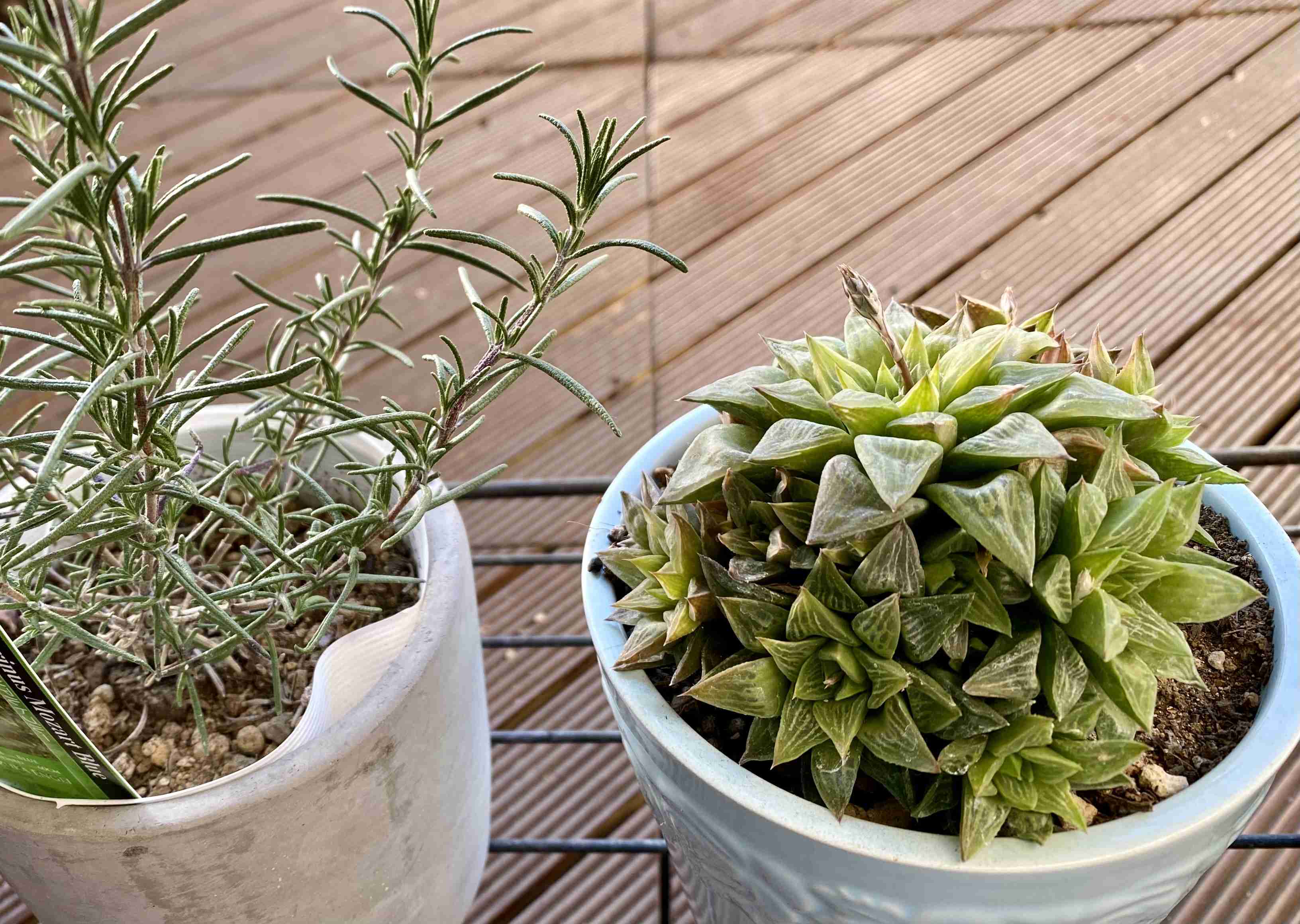 年末年始の我が家の情景を貼るトピ