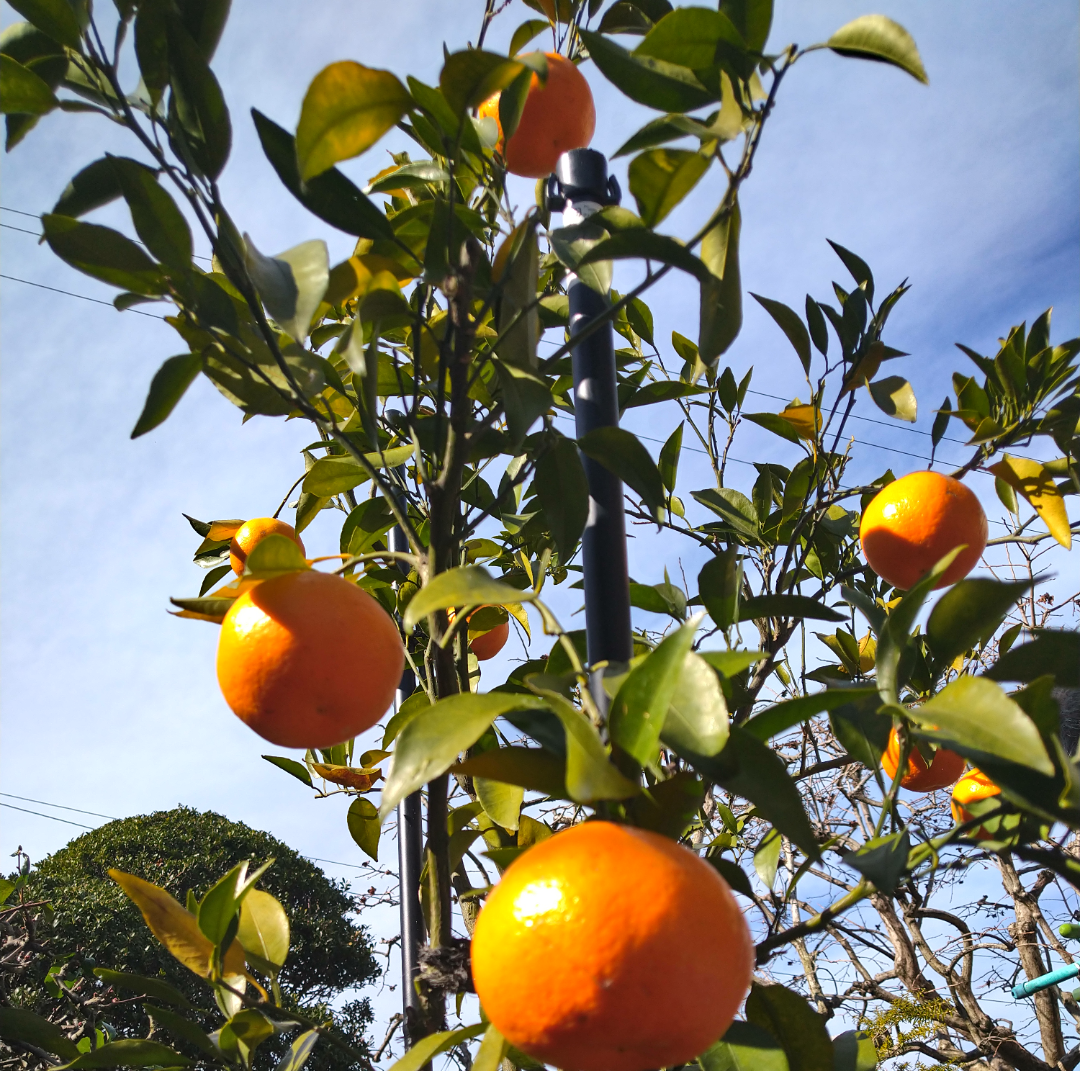 年末年始の我が家の情景を貼るトピ