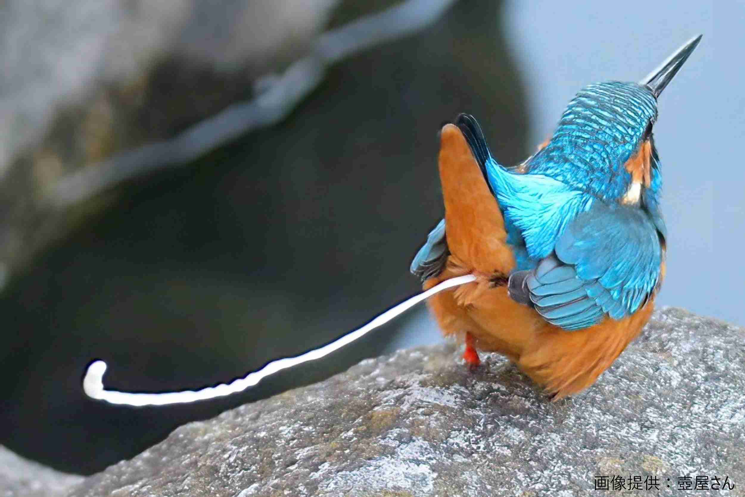 一瞬だけでも嫌なことを忘れられそうな画像を貼るトピ