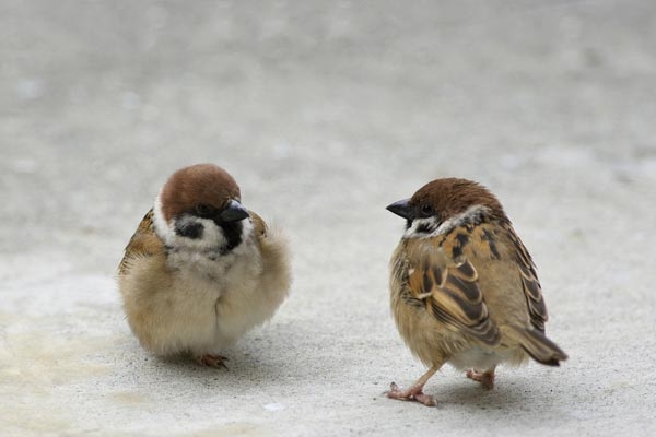 一瞬だけでも嫌なことを忘れられそうな画像を貼るトピ