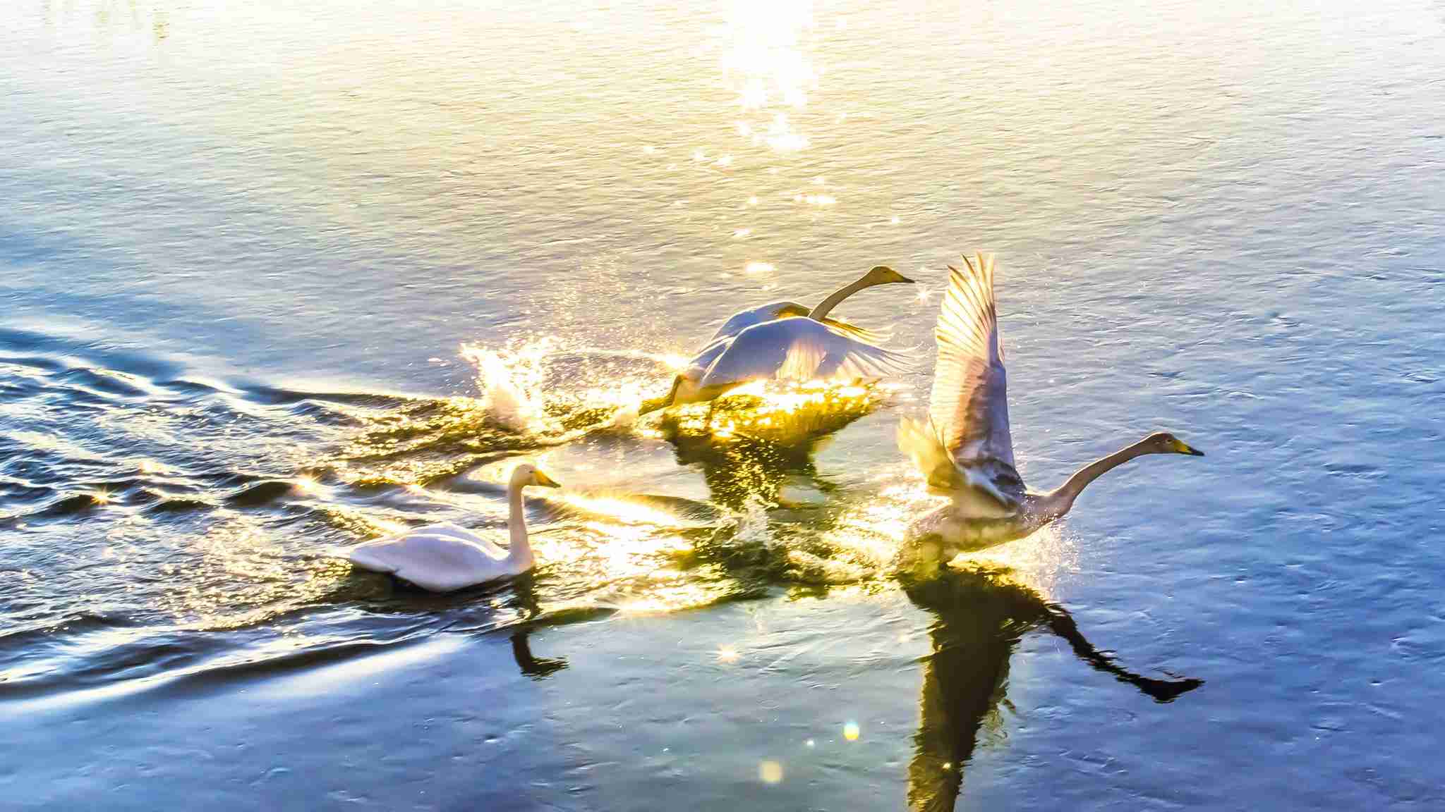 一瞬だけでも嫌なことを忘れられそうな画像を貼るトピ