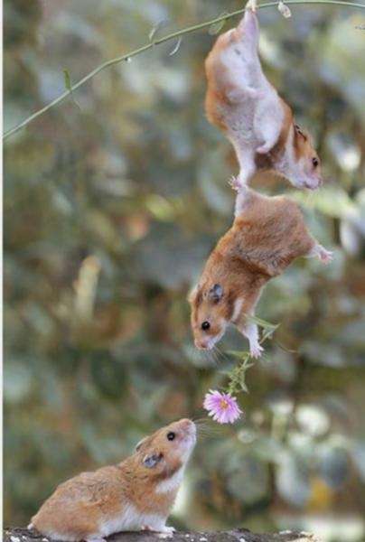 一瞬だけでも嫌なことを忘れられそうな画像を貼るトピ