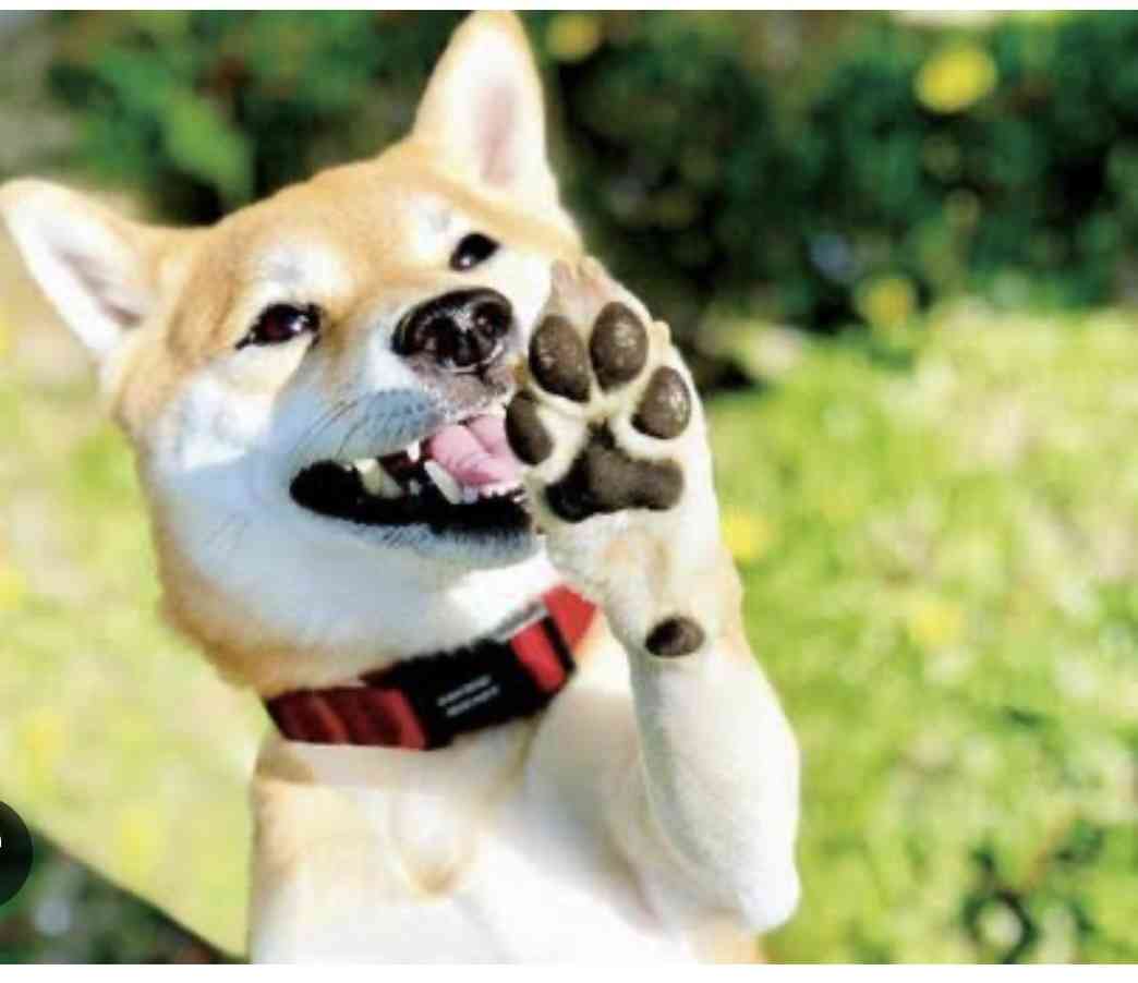 一瞬だけでも嫌なことを忘れられそうな画像を貼るトピ