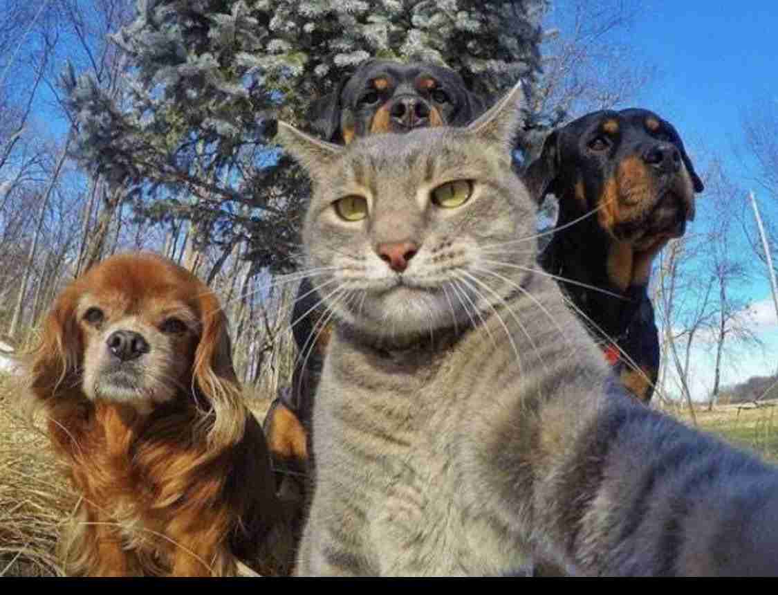 一瞬だけでも嫌なことを忘れられそうな画像を貼るトピ