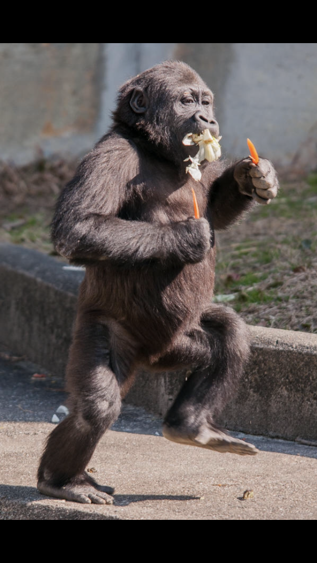 一瞬だけでも嫌なことを忘れられそうな画像を貼るトピ