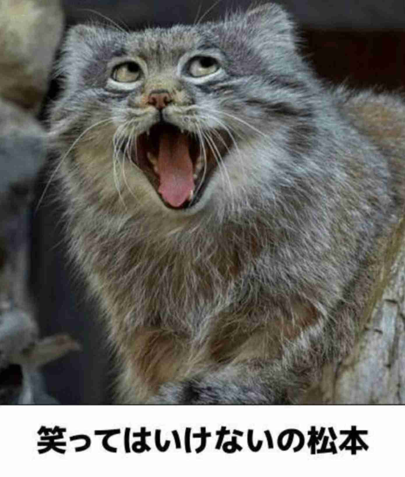 一瞬だけでも嫌なことを忘れられそうな画像を貼るトピ