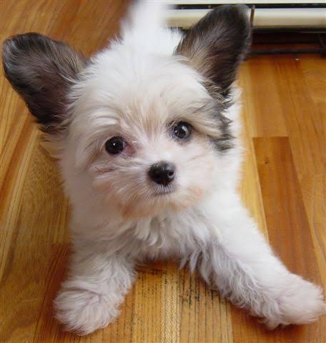 一瞬だけでも嫌なことを忘れられそうな画像を貼るトピ