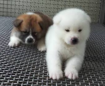 一瞬だけでも嫌なことを忘れられそうな画像を貼るトピ