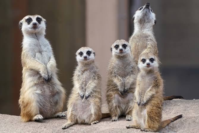 一瞬だけでも嫌なことを忘れられそうな画像を貼るトピ