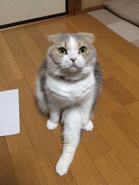 一瞬だけでも嫌なことを忘れられそうな画像を貼るトピ