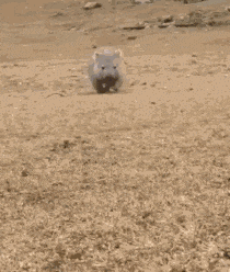 一瞬だけでも嫌なことを忘れられそうな画像を貼るトピ