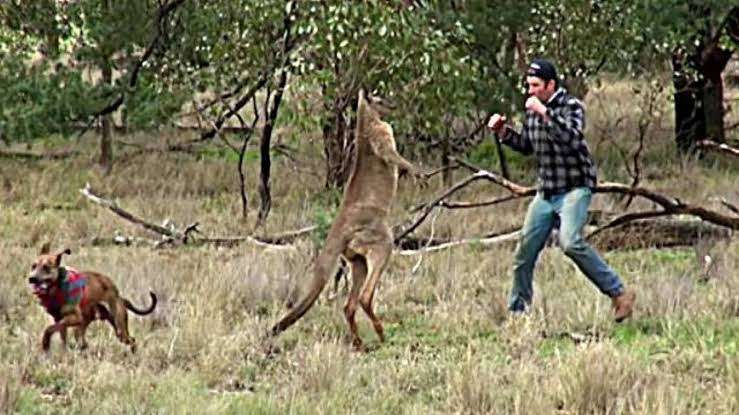 一瞬だけでも嫌なことを忘れられそうな画像を貼るトピ