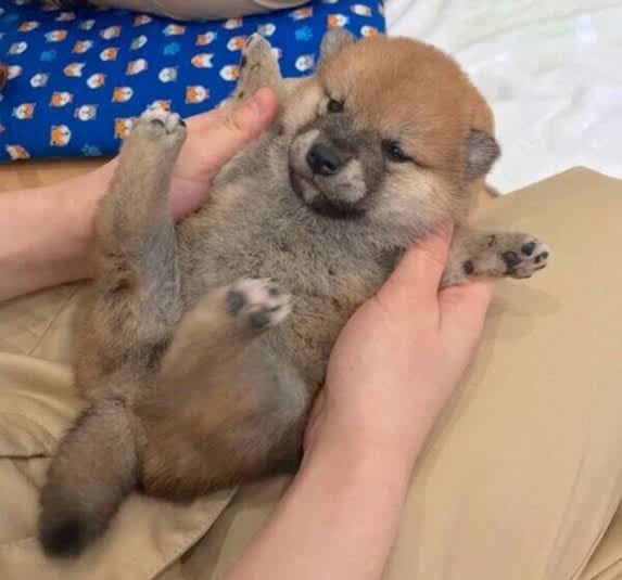 一瞬だけでも嫌なことを忘れられそうな画像を貼るトピ