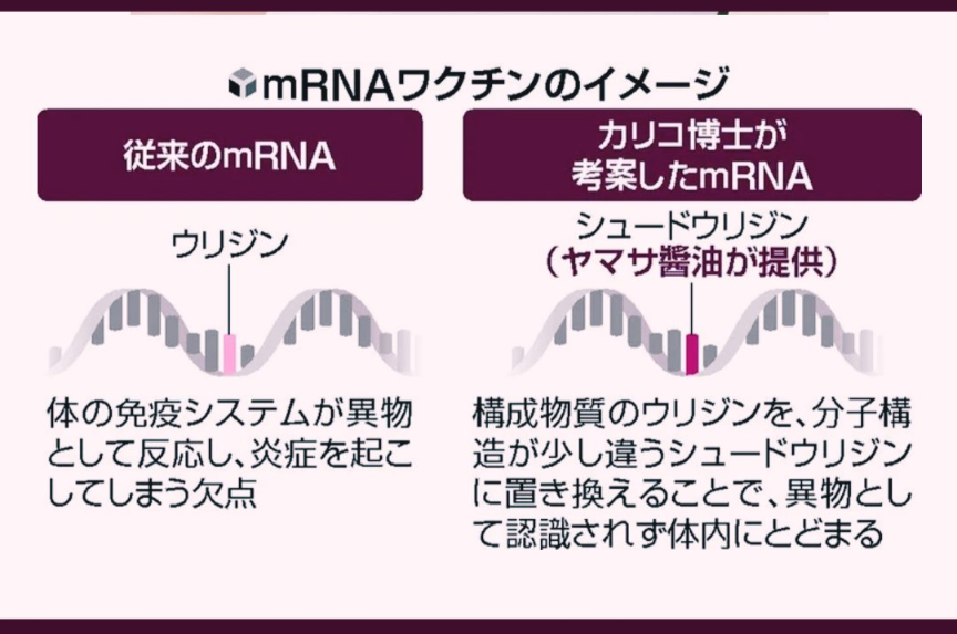 高齢者のコロナワクチン接種、5月開始で調整…全世代対象は9月から