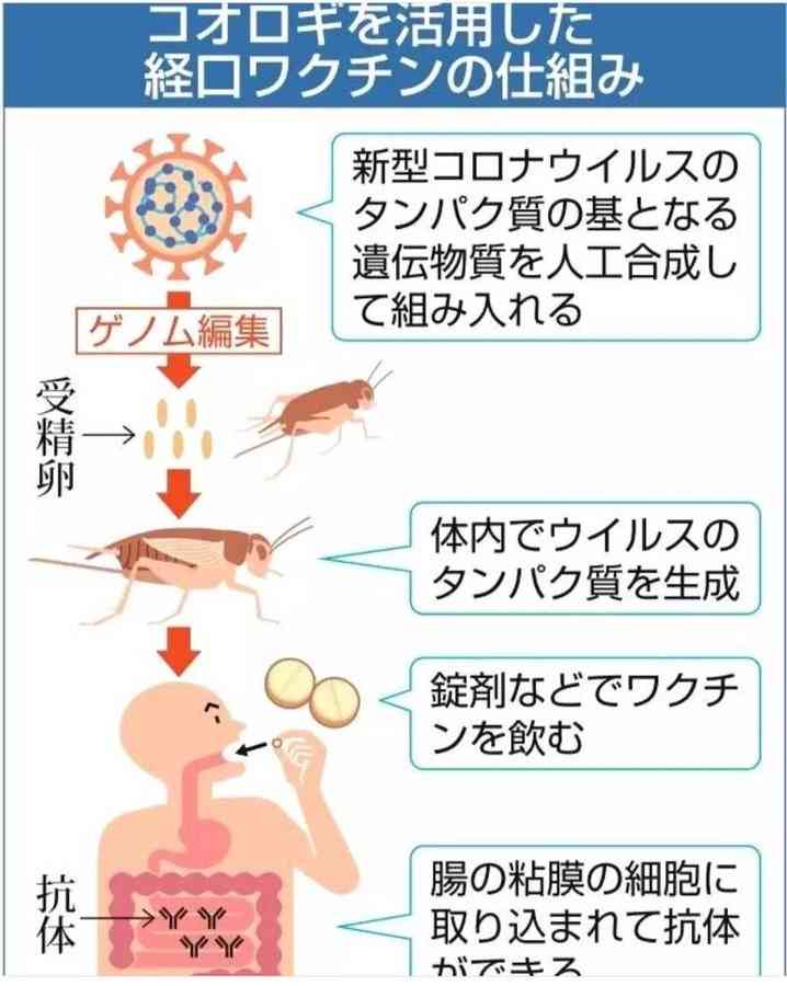 高齢者のコロナワクチン接種、5月開始で調整…全世代対象は9月から