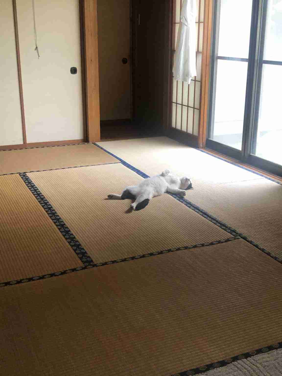バランスボール過半数に効果　和歌山・田辺市職員