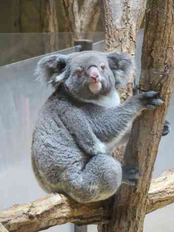 【サンリオ】ポムポムプリンを語ろう