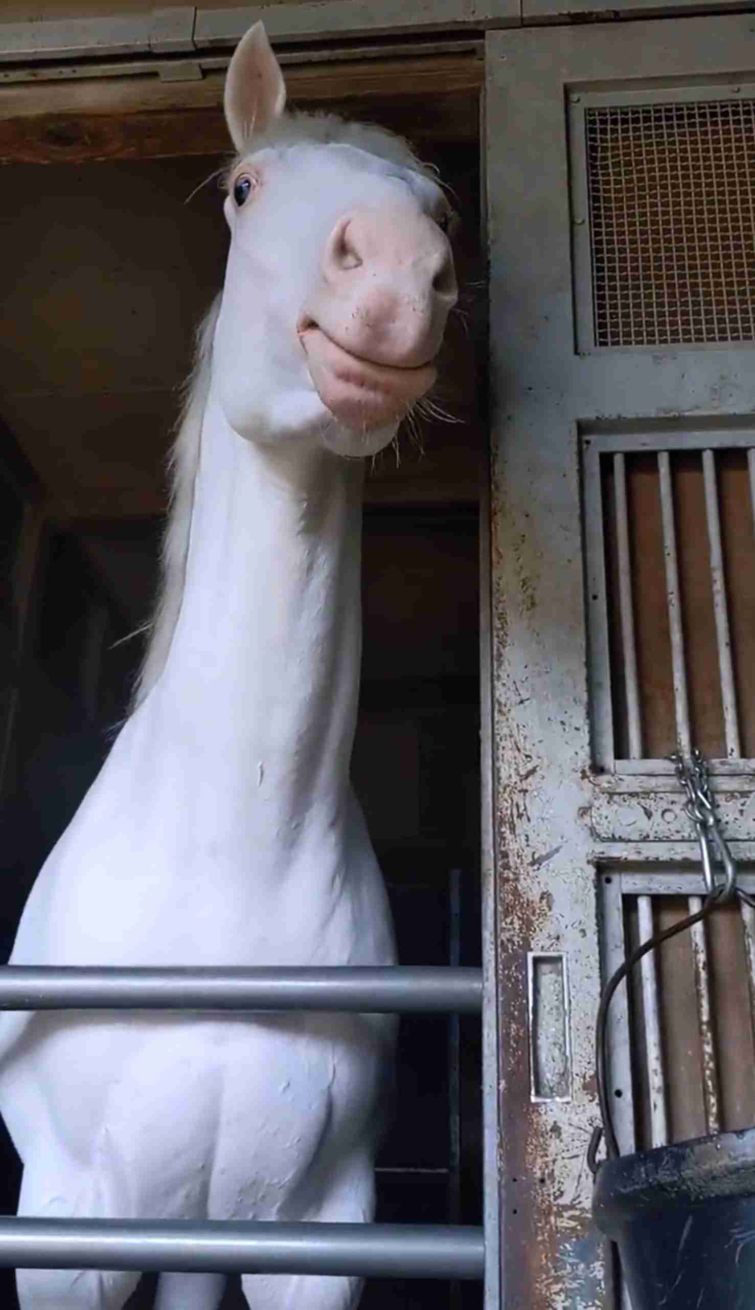 【競馬】UMAJO集まれ！ part 22【アンチ厳禁】