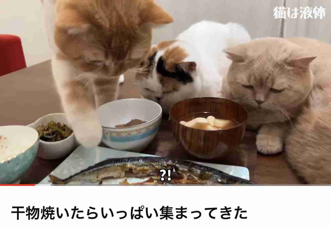食い意地がすごいペット、なぜ？？【犬猫鳥兎等】