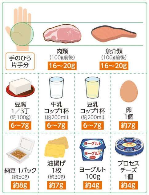 普通体型の人の食事内容