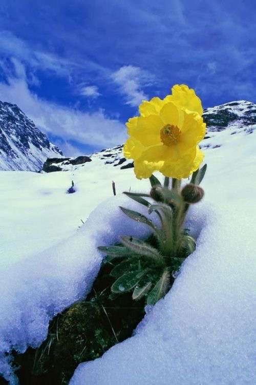 文豪風の口調で雑談するトピツクサロン【迎春】