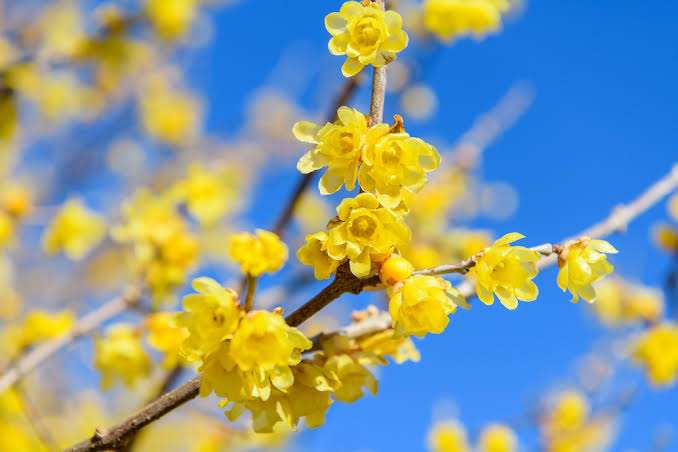 文豪風の口調で雑談するトピツクサロン【迎春】