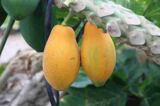 あなたの街の名物教えて下さい