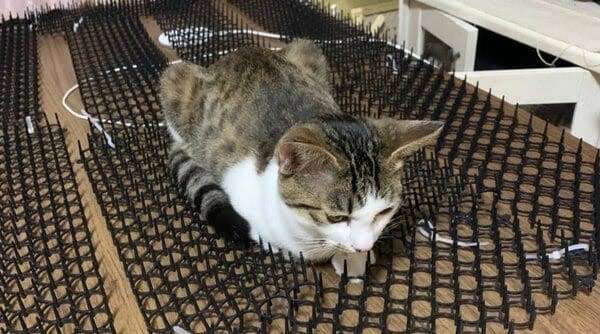 野良猫(地域猫)の対策
