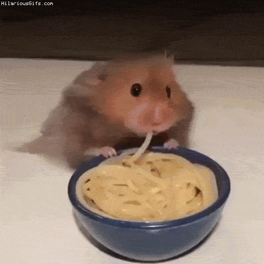 動物が食事しているところを見たい