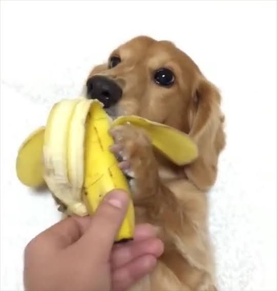 動物が食事しているところを見たい