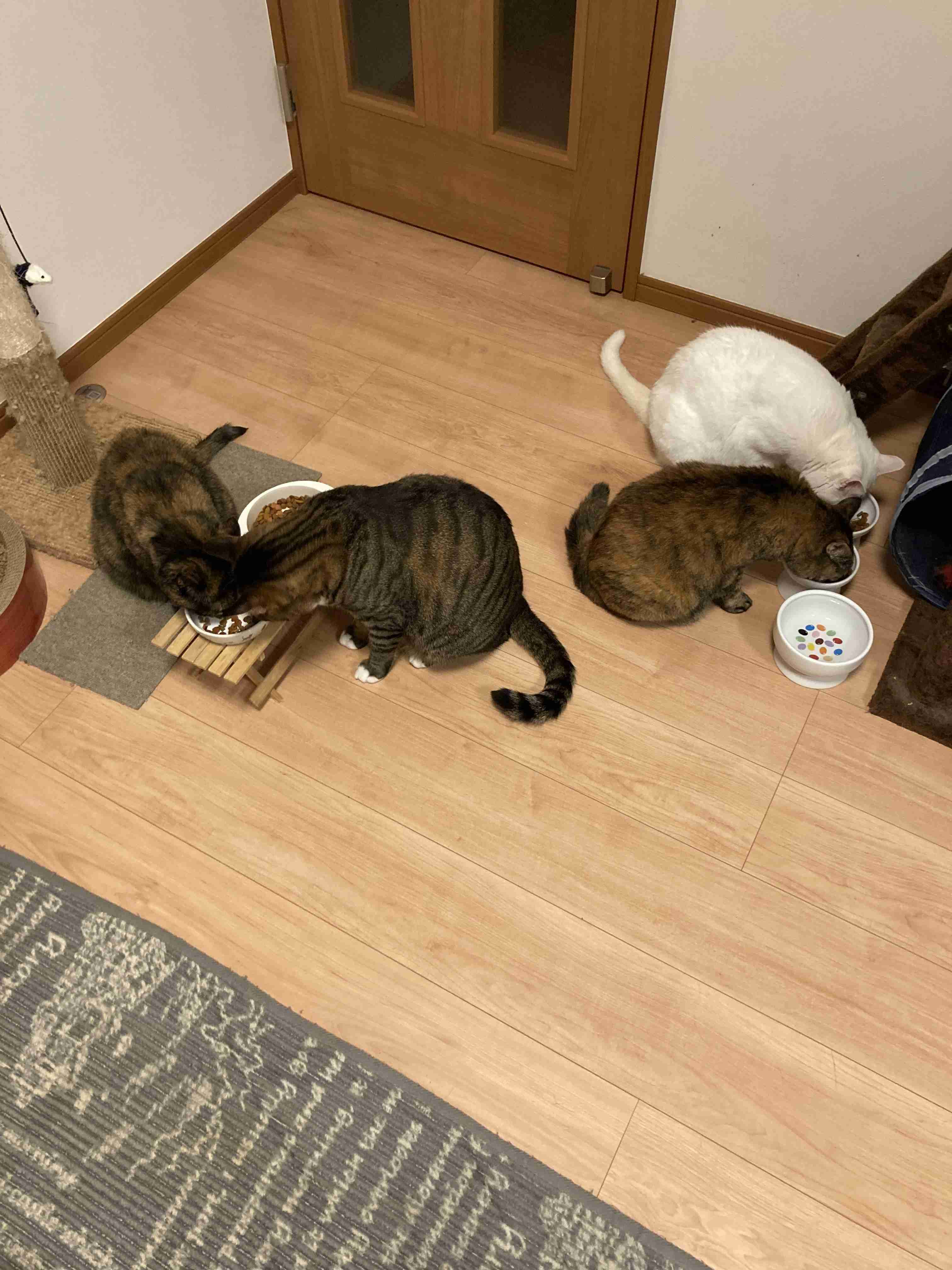 動物が食事しているところを見たい