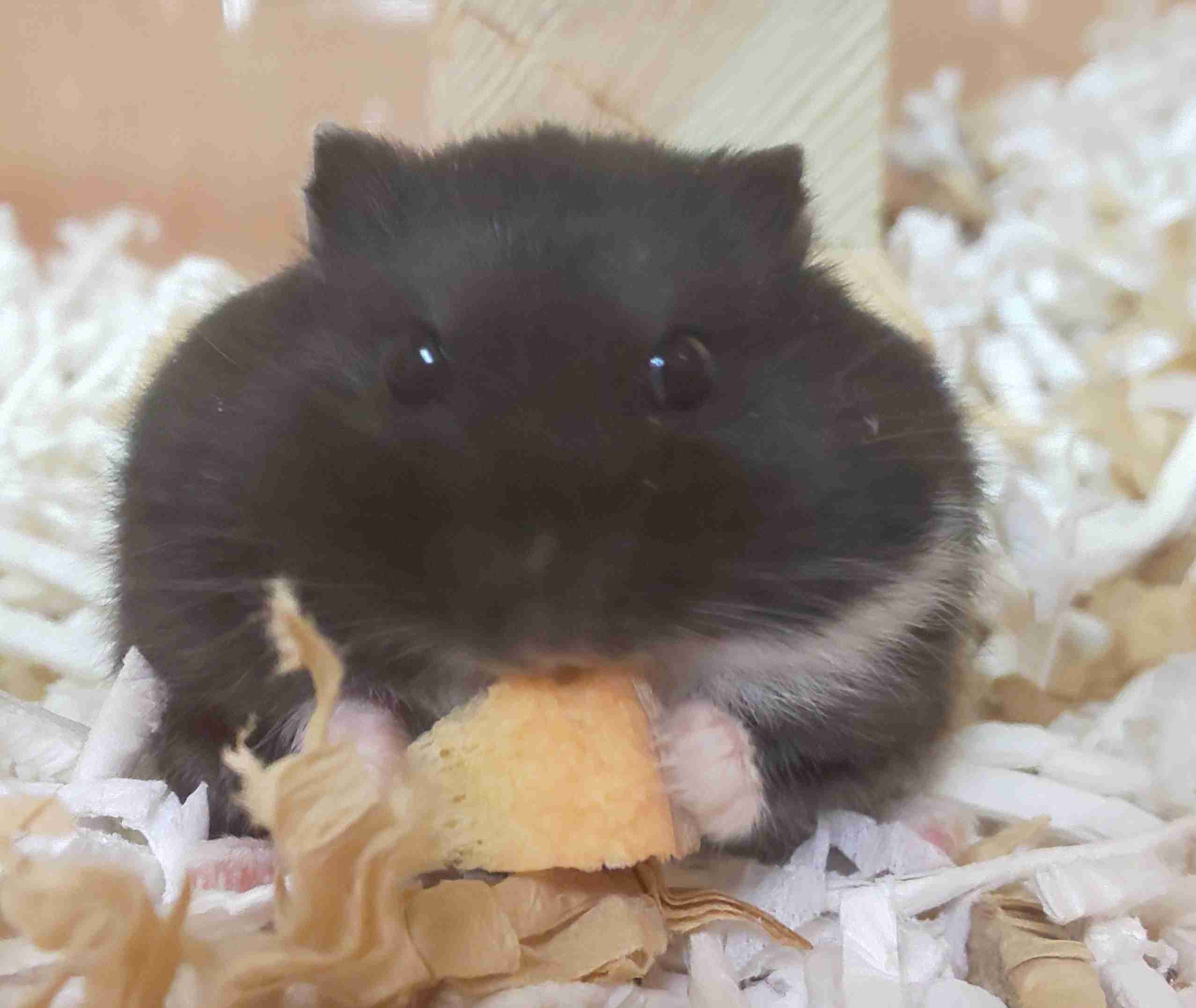動物が食事しているところを見たい