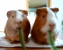 動物が食事しているところを見たい