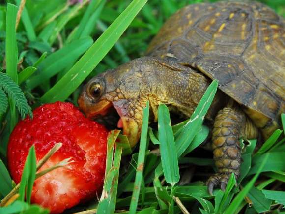 動物が食事しているところを見たい