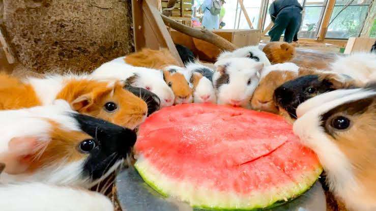 動物が食事しているところを見たい