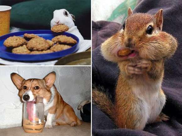 動物が食事しているところを見たい