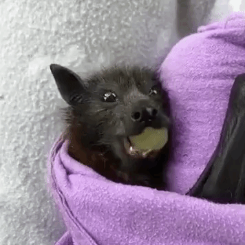 動物が食事しているところを見たい