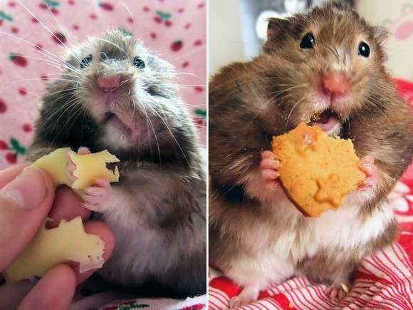 動物が食事しているところを見たい