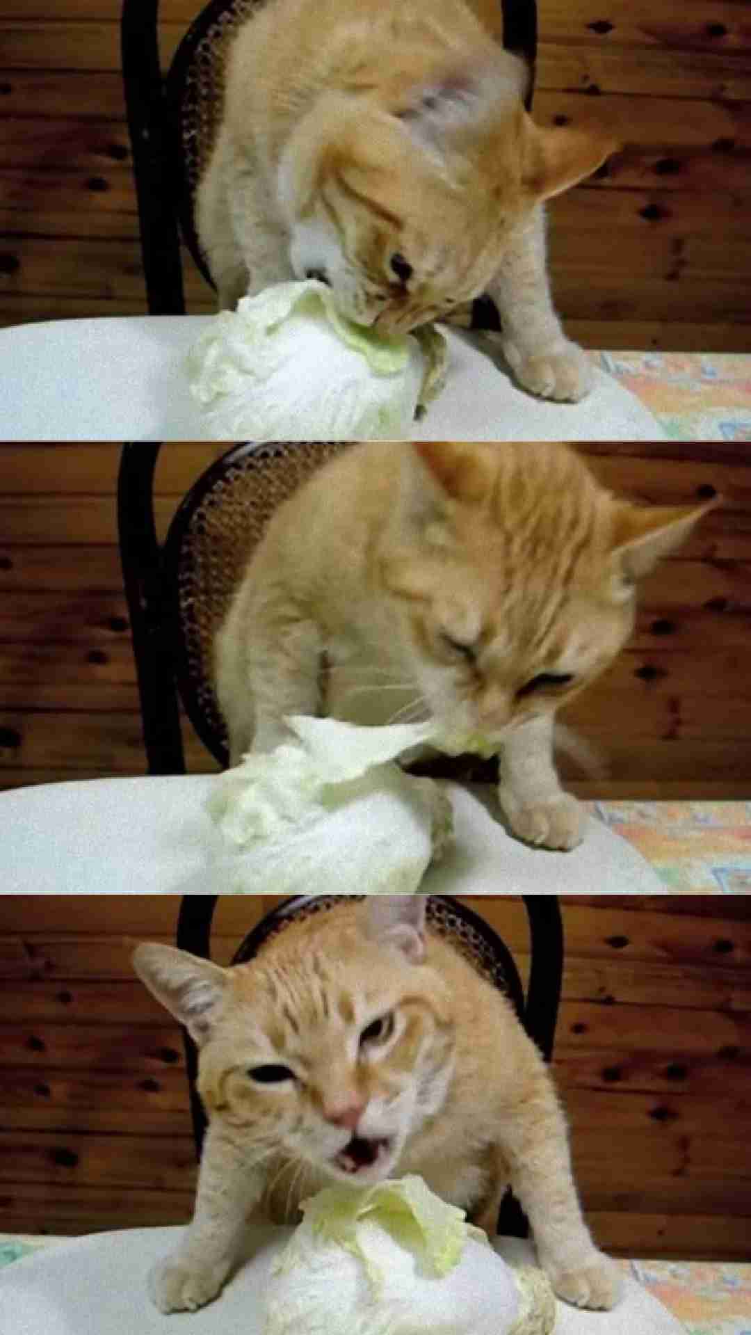 動物が食事しているところを見たい