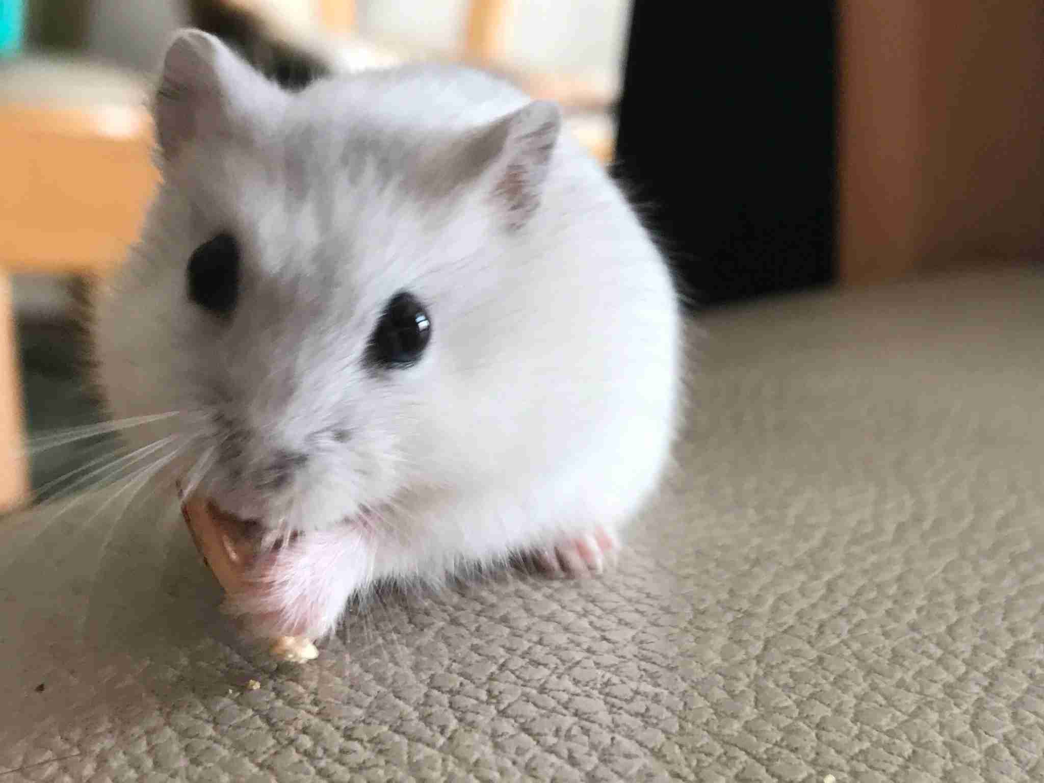 動物が食事しているところを見たい