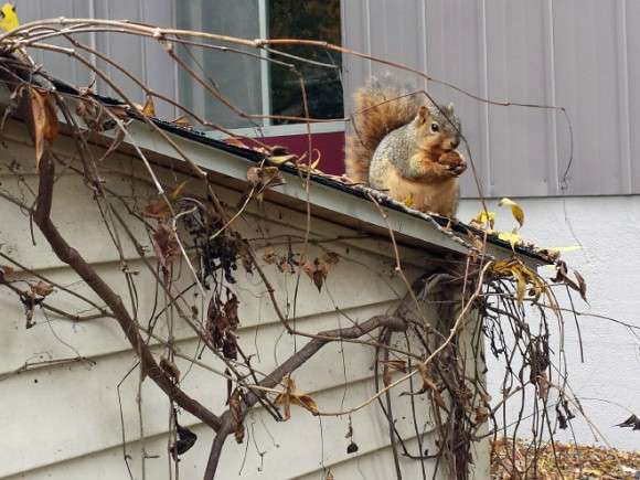 動物が食事しているところを見たい
