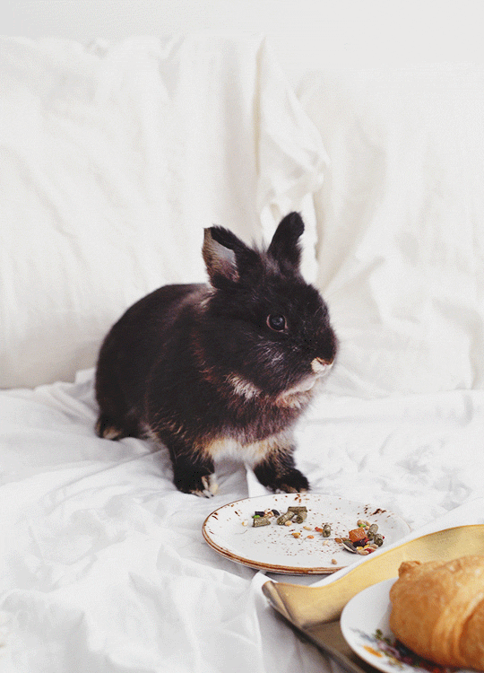 動物が食事しているところを見たい