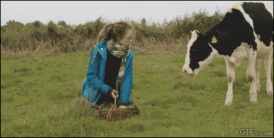 動物が食事しているところを見たい