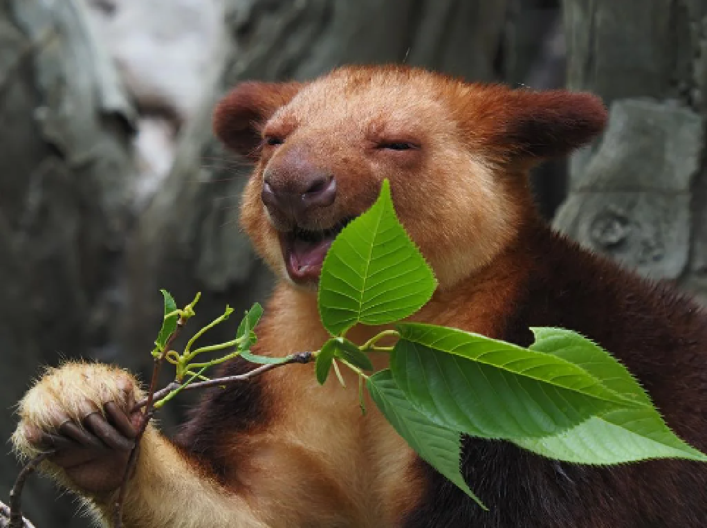 動物が食事しているところを見たい