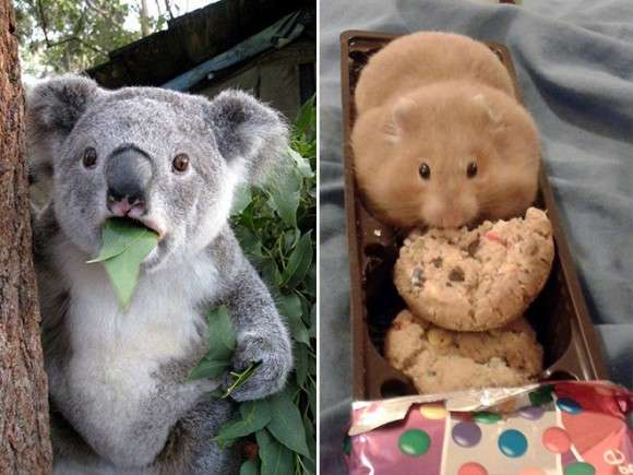 動物が食事しているところを見たい