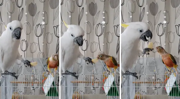 動物が食事しているところを見たい