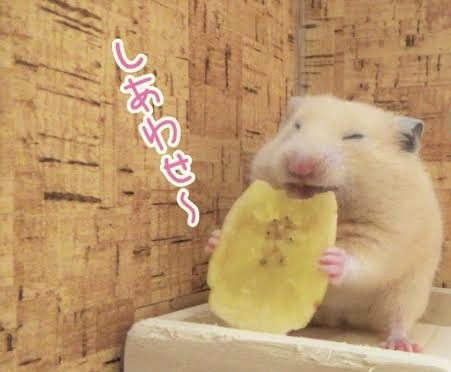 動物が食事しているところを見たい